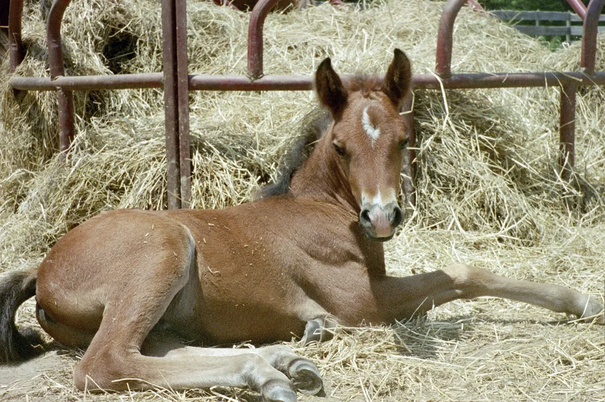 Miniature Horse Nylon Halter, Size XL