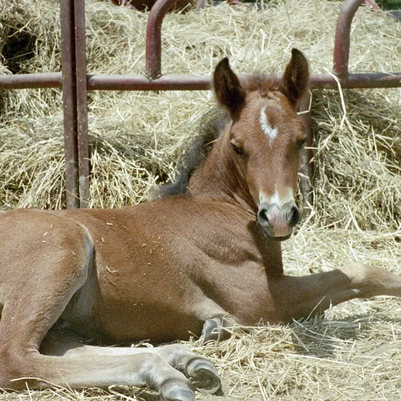 Miniature Horse Nylon Halter, Size XL