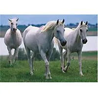 Puzzle White Stallions