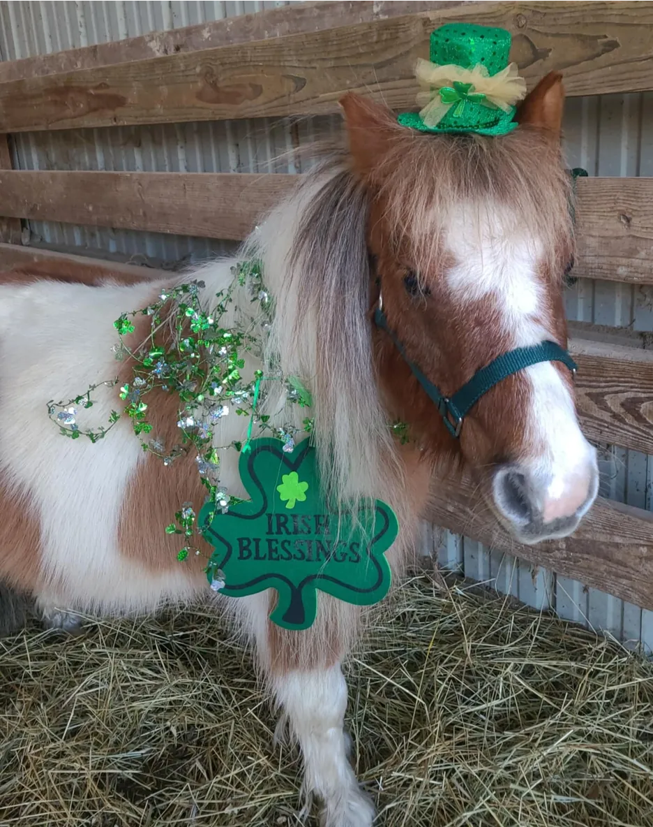 Miniature Horse Nylon Halter, Size XL