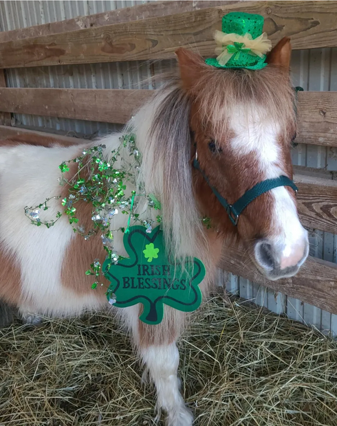 Miniature Horse Nylon Halter, Size XL