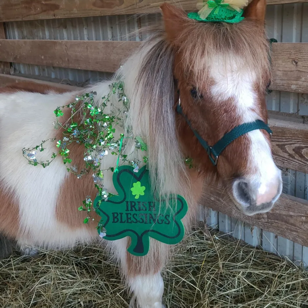 Miniature Horse Nylon Halter, Size XL