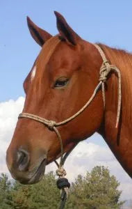 Shetland Size Rope Halter