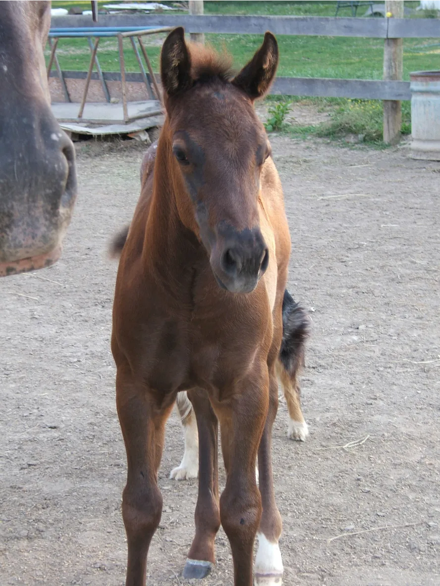 Miniature Horse Nylon Halter, Size LARGE Black