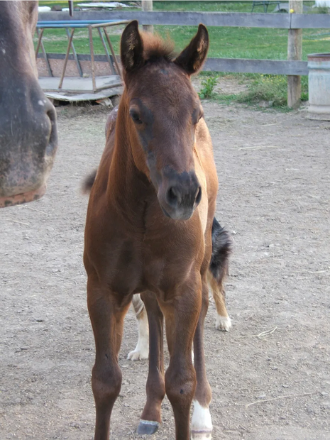 Miniature Horse Nylon Halter, Size LARGE Black