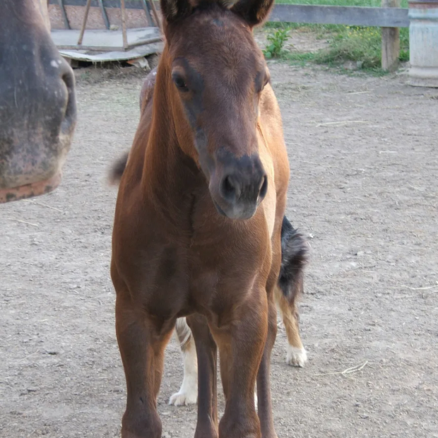 Miniature Horse Nylon Halter, Size LARGE Black