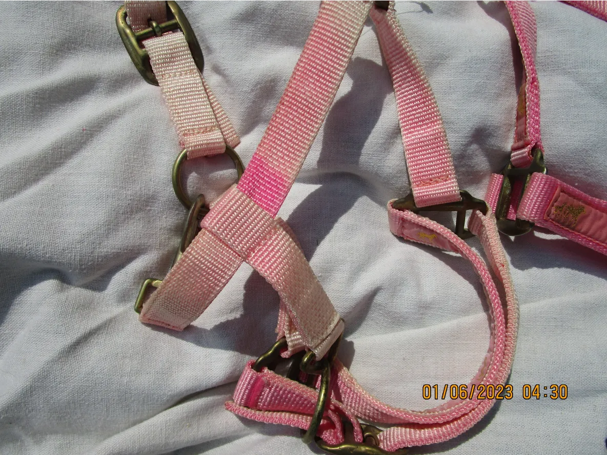 Pink Pony Halter